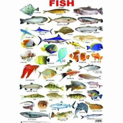 Fish