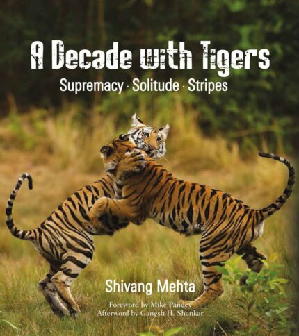 A Decade with Tigers: Supremacy · Solitude · Stripes
