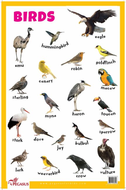 Birds