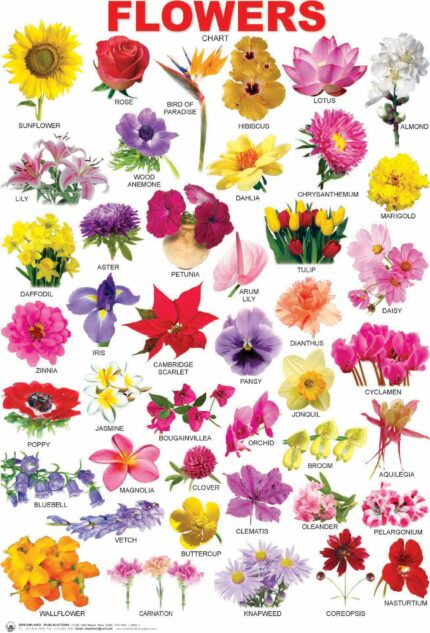 Flower
