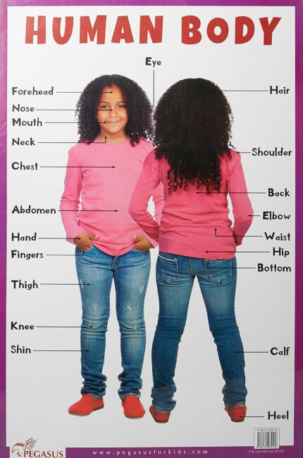 Human Body